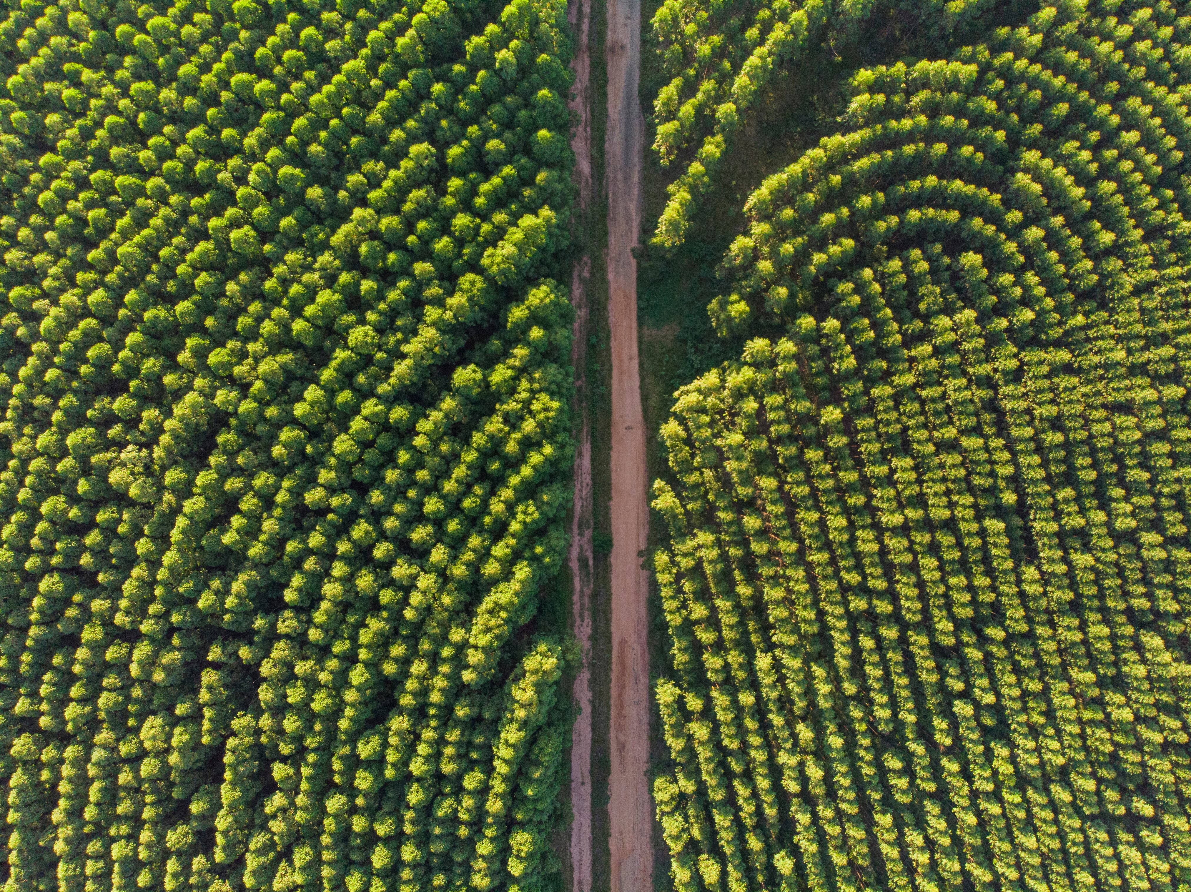 Brazilian AI forestry start-up celebrates making the cut with paper giant