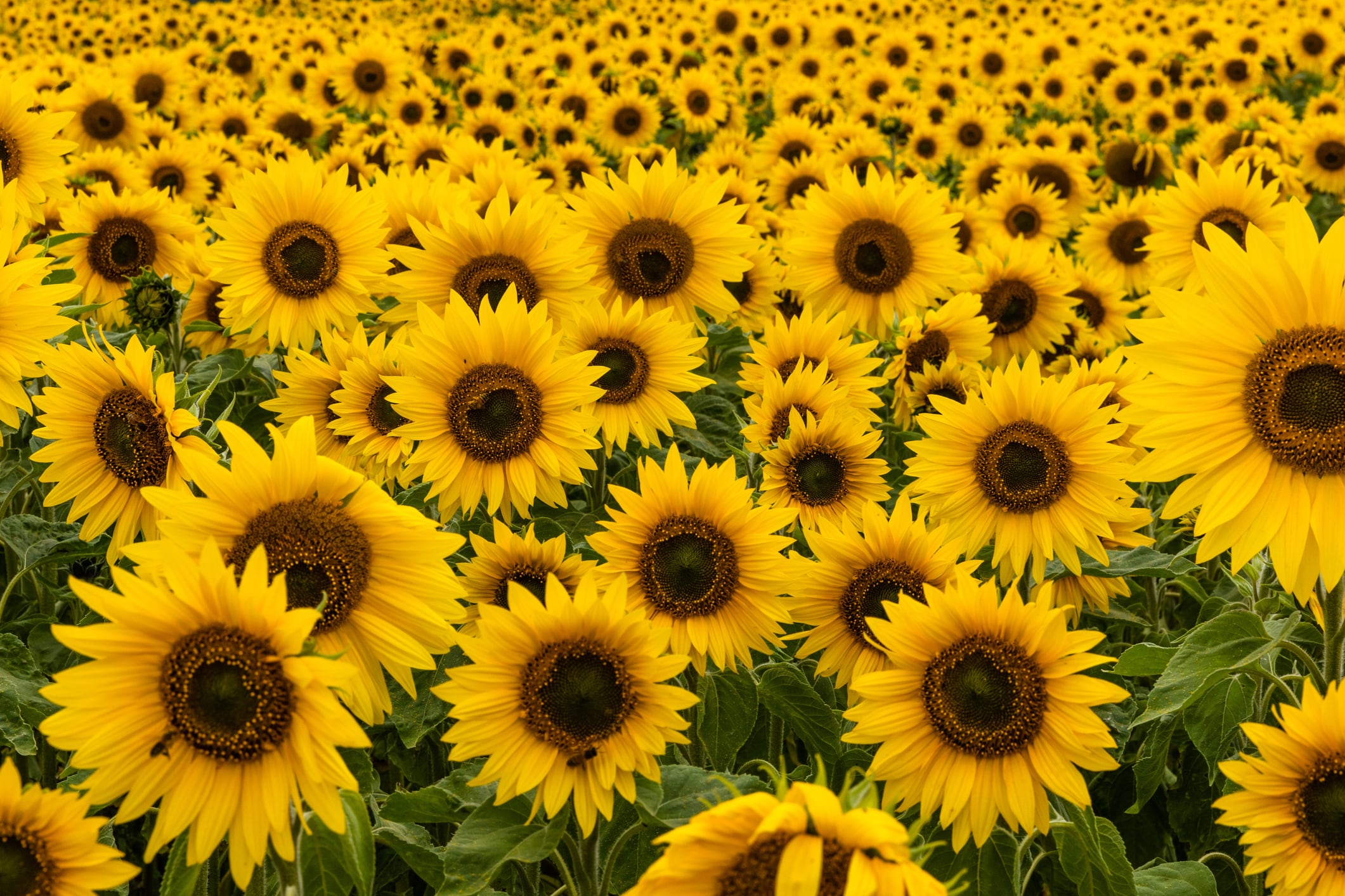 Bright idea: Sunflower gene boosts rice yield, drought and salt resistance, says study