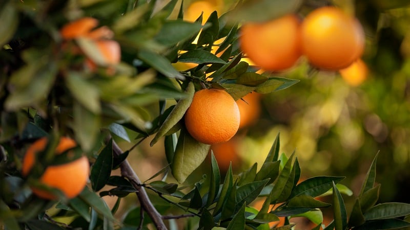Combatting citrus greening: Triple Helix advocates for agtech innovation, government support