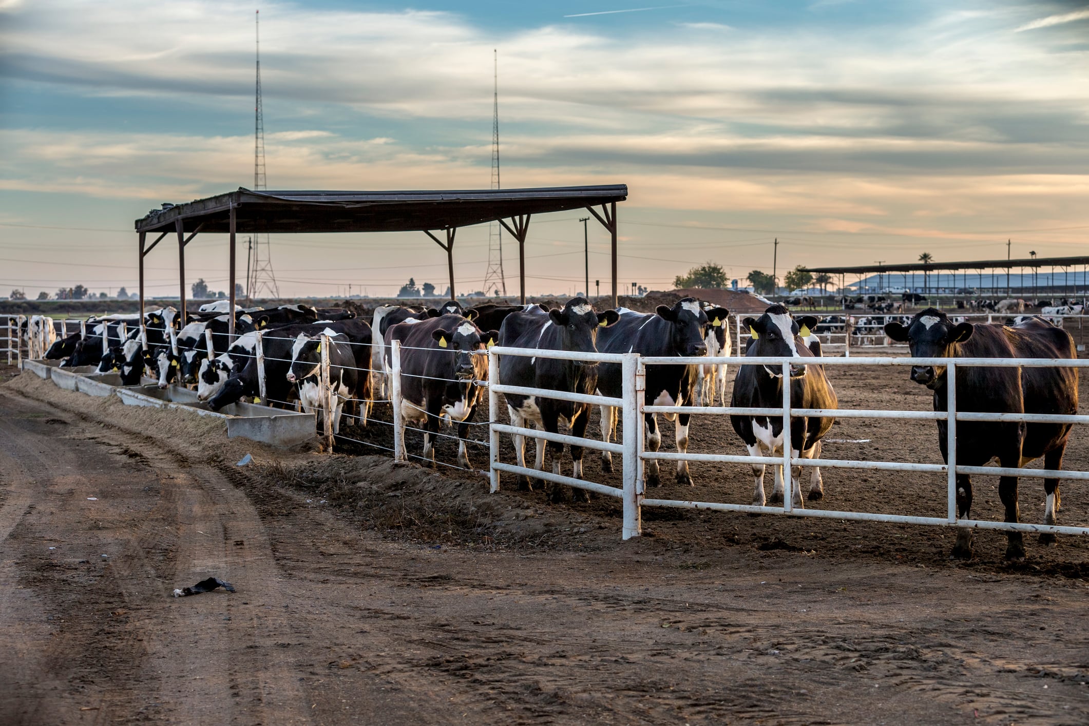 Harnessing enzymes to tackle livestock methane: Hoofprint Biome’s bold bet on microbiome innovation