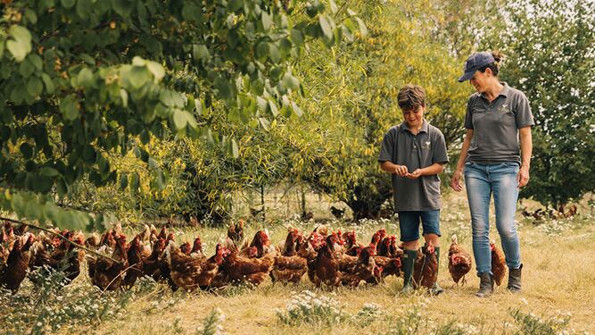 How to foster a healthy gut in poultry: Three defining elements for optimal gut health