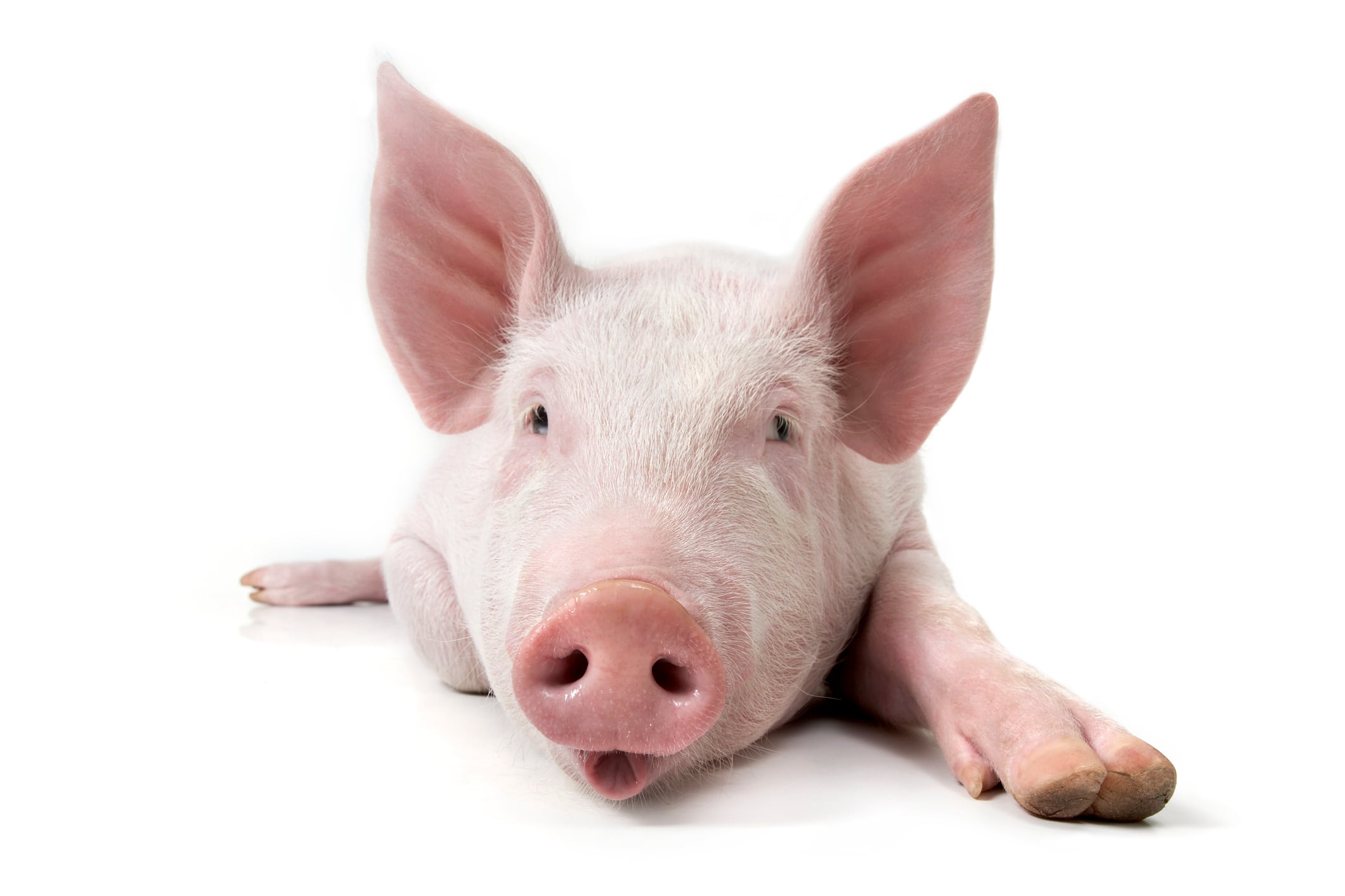 Genus PIC awaits FDA OK as global approval push for PRRS-resistant pigs intensifies 