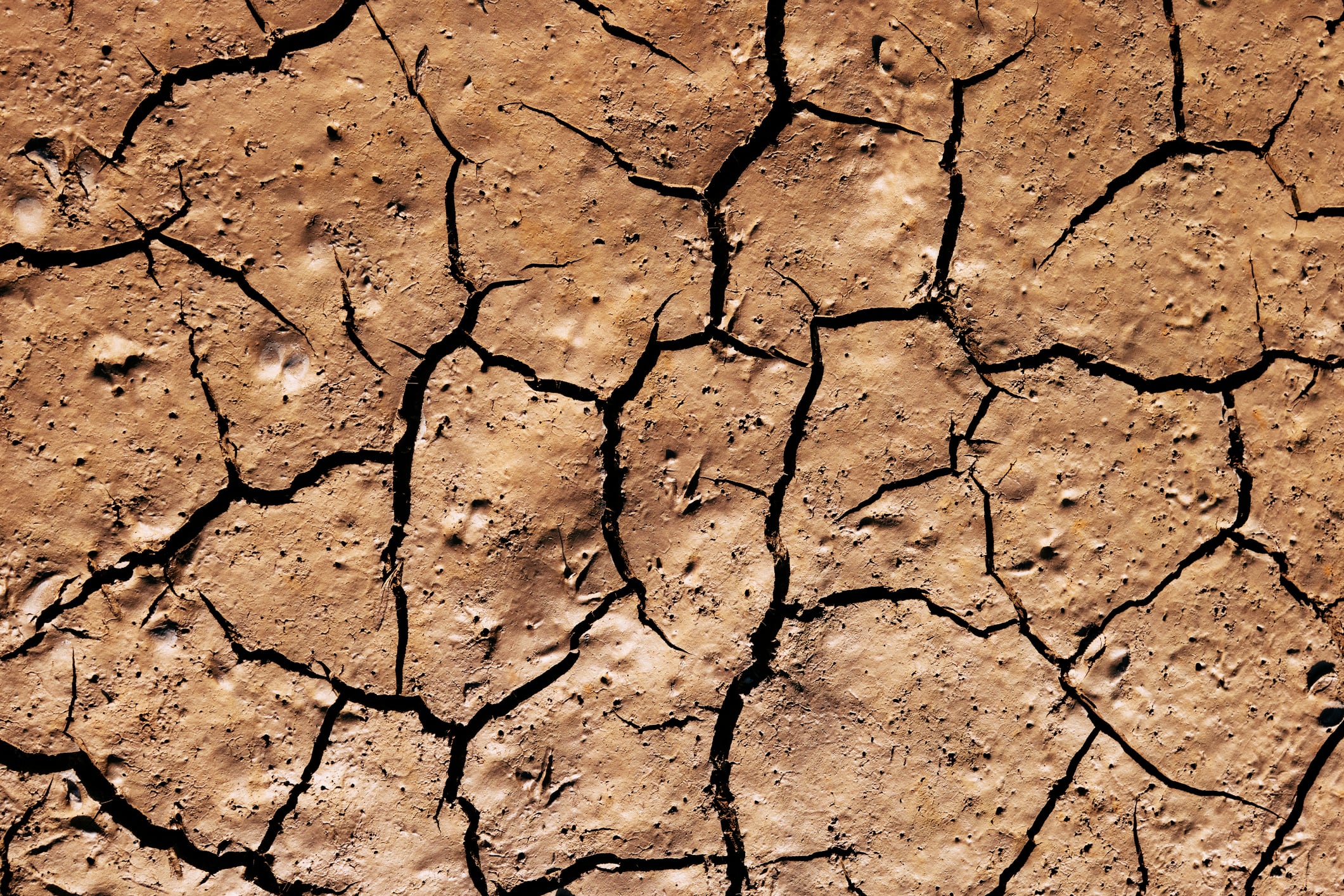 Early warning window: Delayed impact of extreme weather on wheat offers crucial opportunity for intervention