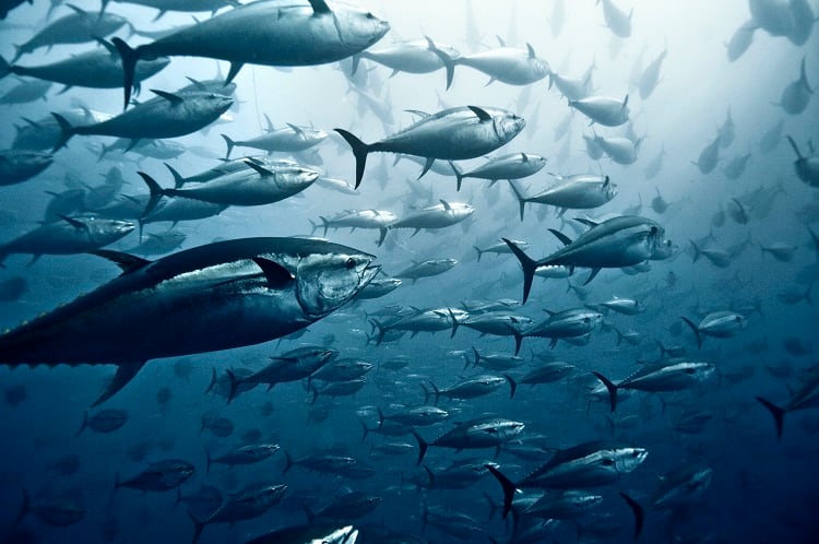 ‘We have the tech we need’: Calls for greater action on tuna fishing transparency