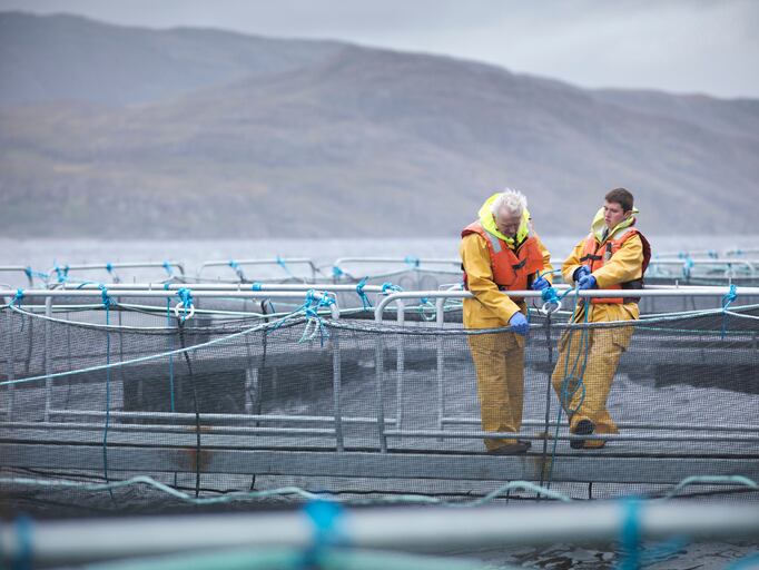 Aquaculture innovation: nutrition is the key, start-up says