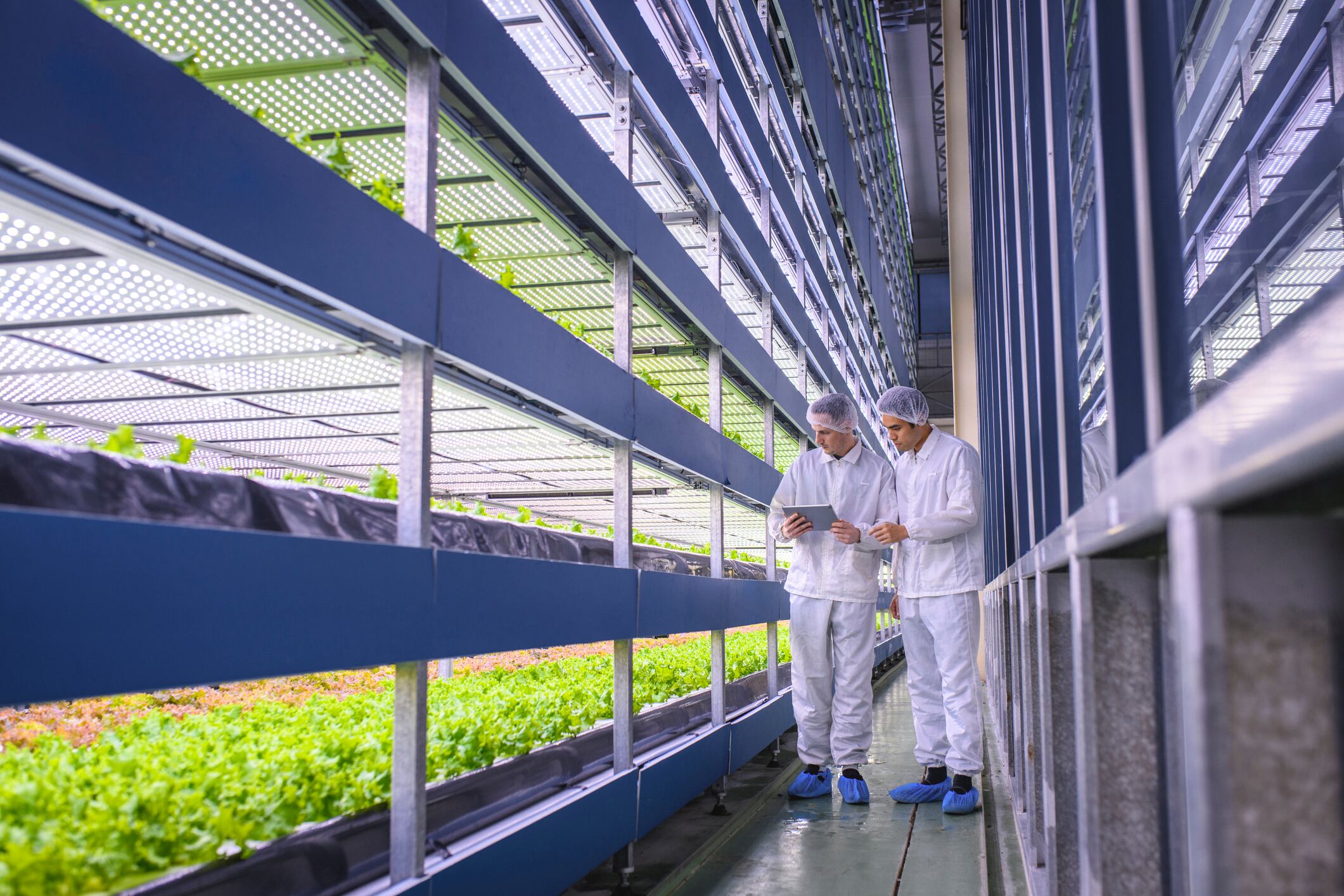 Vertical farming: Planet Farms celebrates UK listing amid sector struggles  