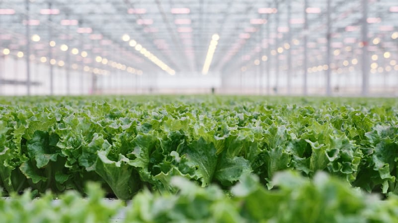 In the greenhouse: BrightFarms demonstrates long-term prospects for indoor ag
