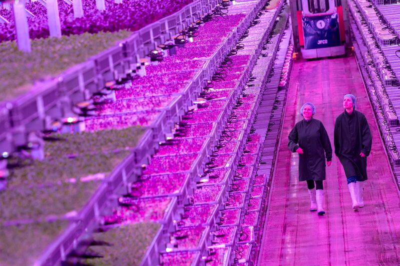 ‘Putting vertical farming and profitability into the same sentence for the first time’: Jones Food Company unveils second facility