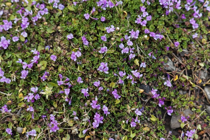 Study identifies low-methane feed options for use in Ethiopia