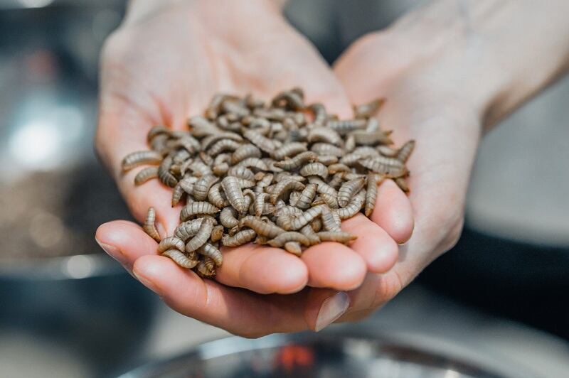 Innovafeed gets $11m USDA grant to bring insect fertiliser to the US