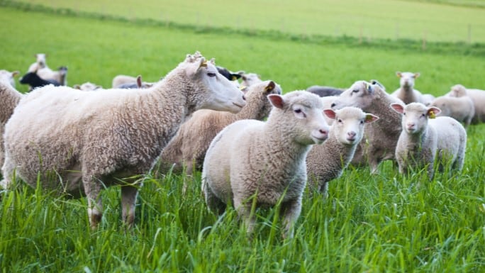 Reframing ‘waste’: Realizing the value of by-products as raw material sources for biostimulants