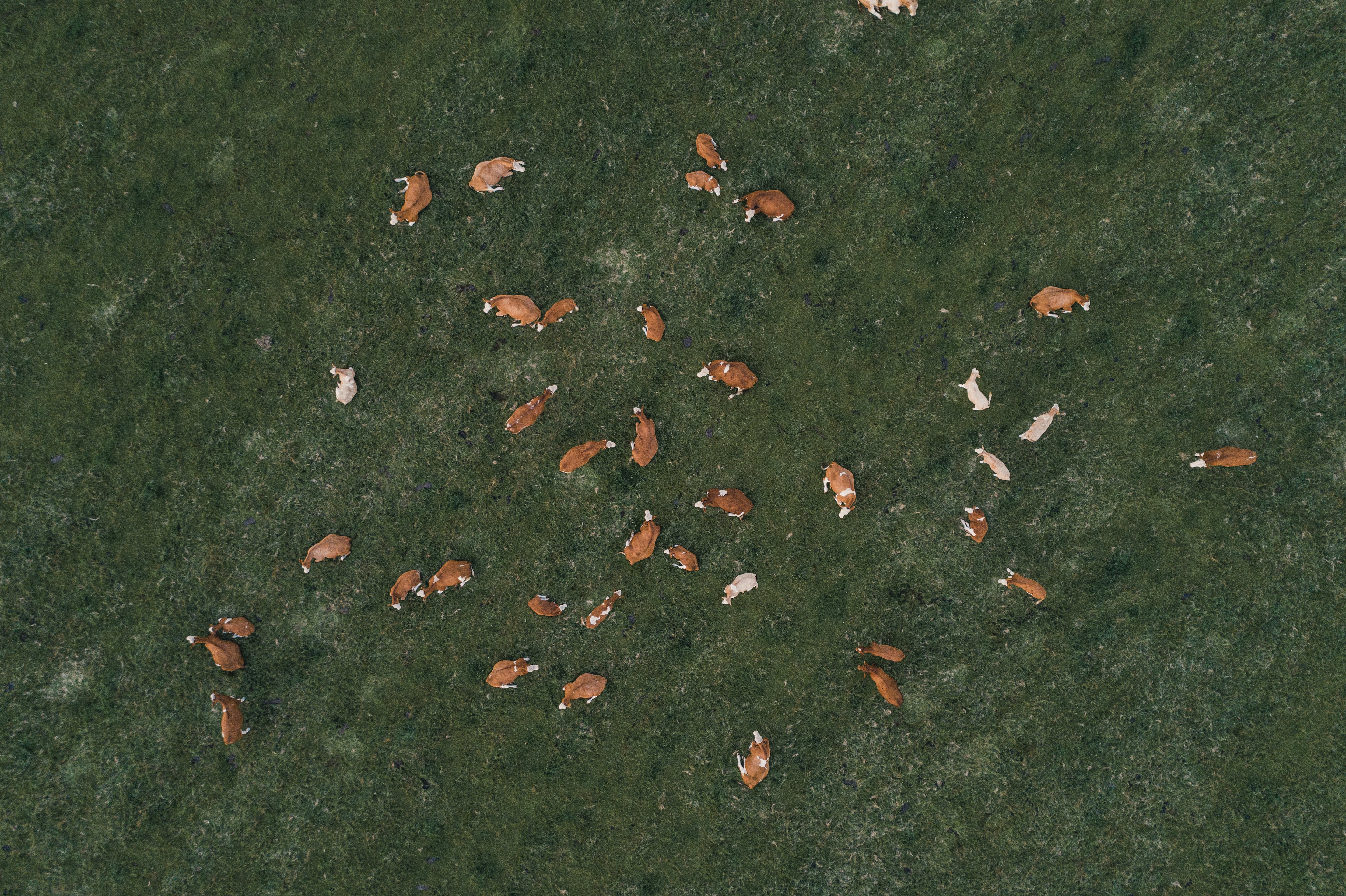 Scientists use IVF to breed cows that produce less methane