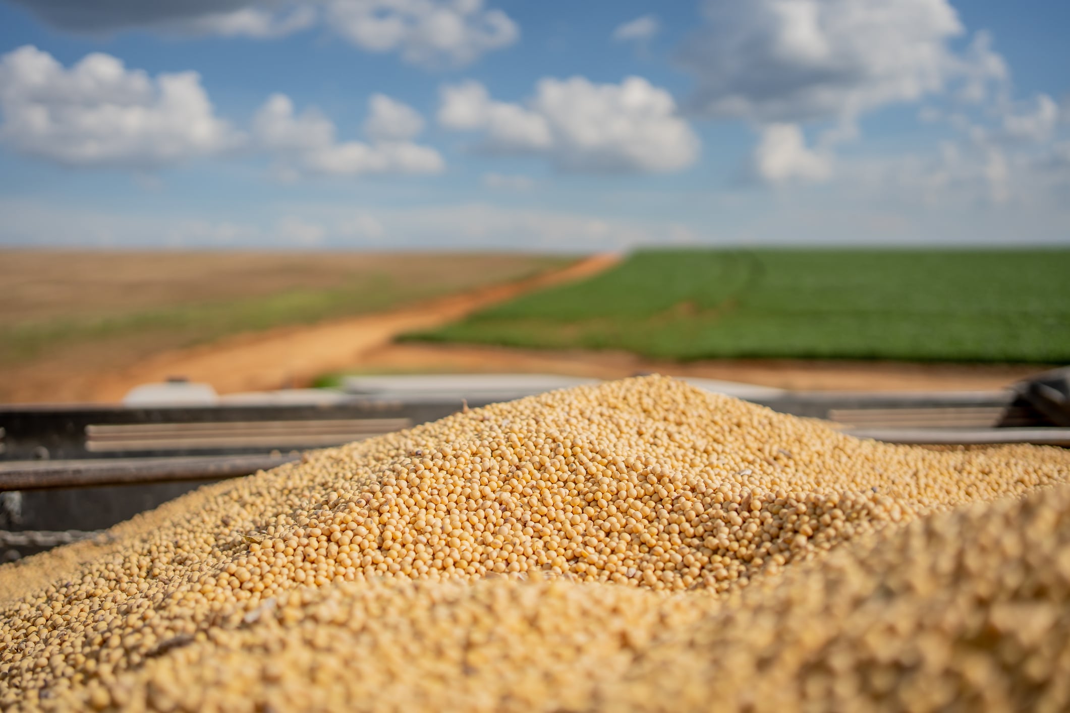 Corn and soybean futures surge after USDA crop outlook