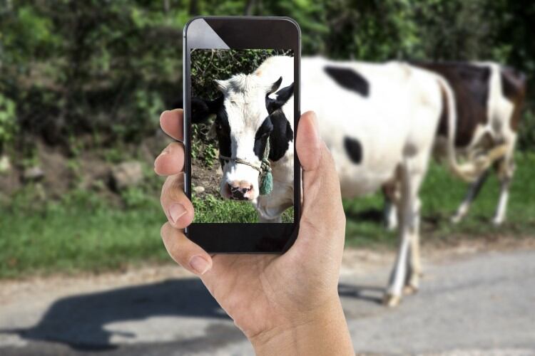 ‘We can recognize cows from 50 feet away’: AI-powered app can identify cattle in a snap