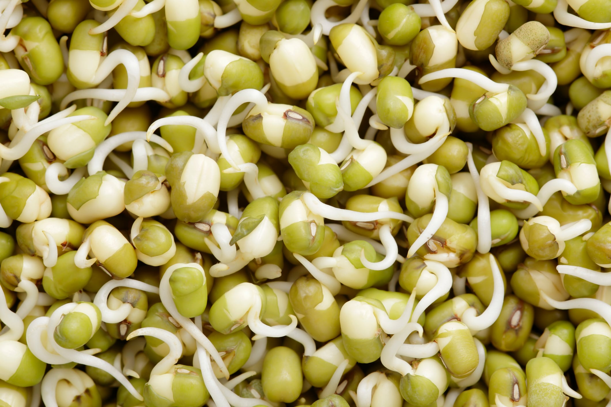 Grain goals: Australia eyes 100,000-tonne mungbean goal with new high-yield varieties