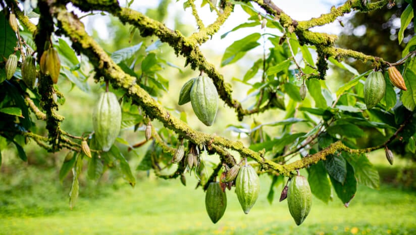 Can a cacao gene atlas help solve the cocoa crisis?