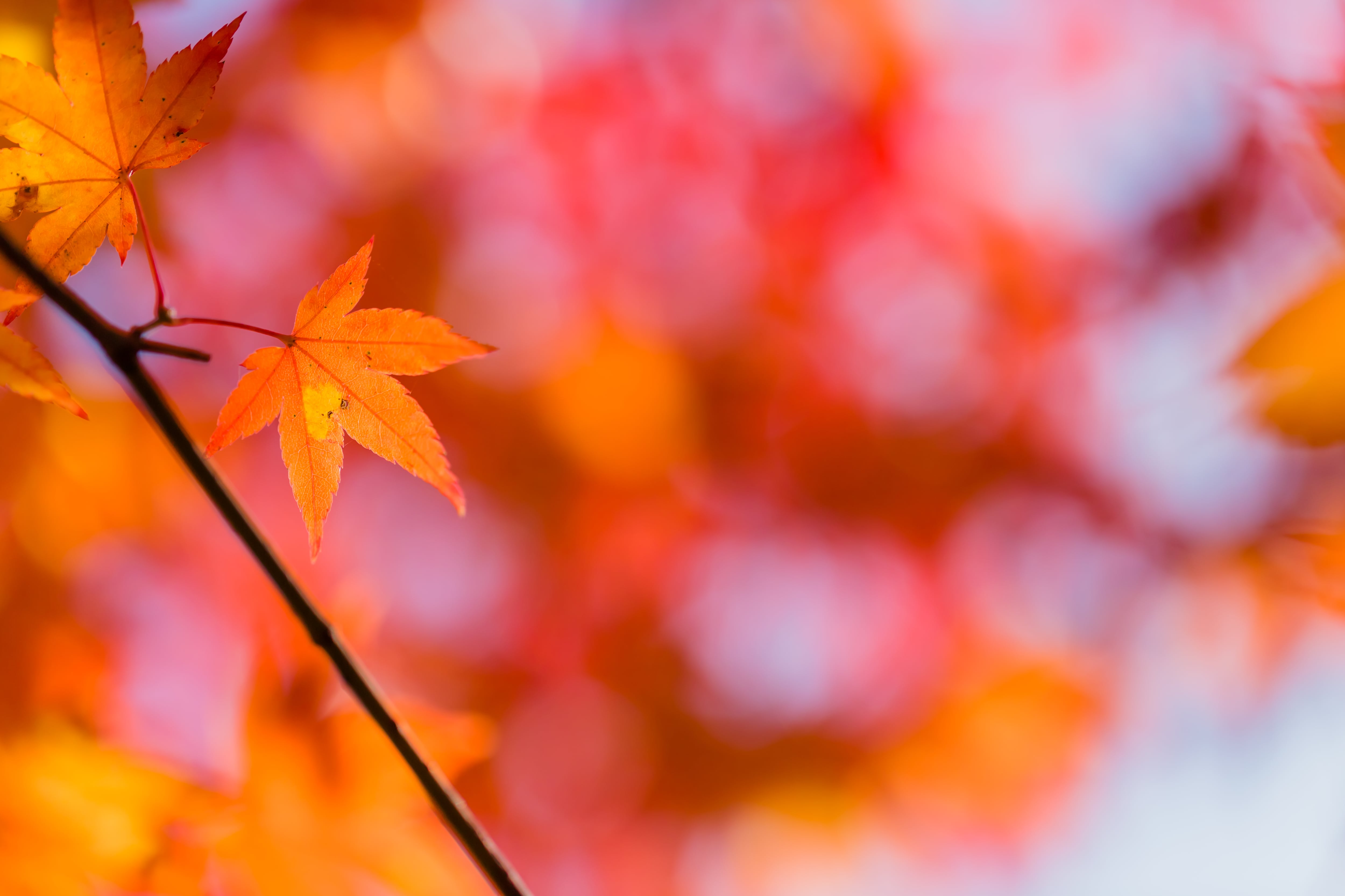 Scientists unveil leaf-mounted sensors to monitor plant health in real time 
