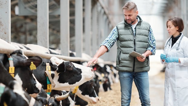 Feeding the future: sustainable palm oil in compound feed