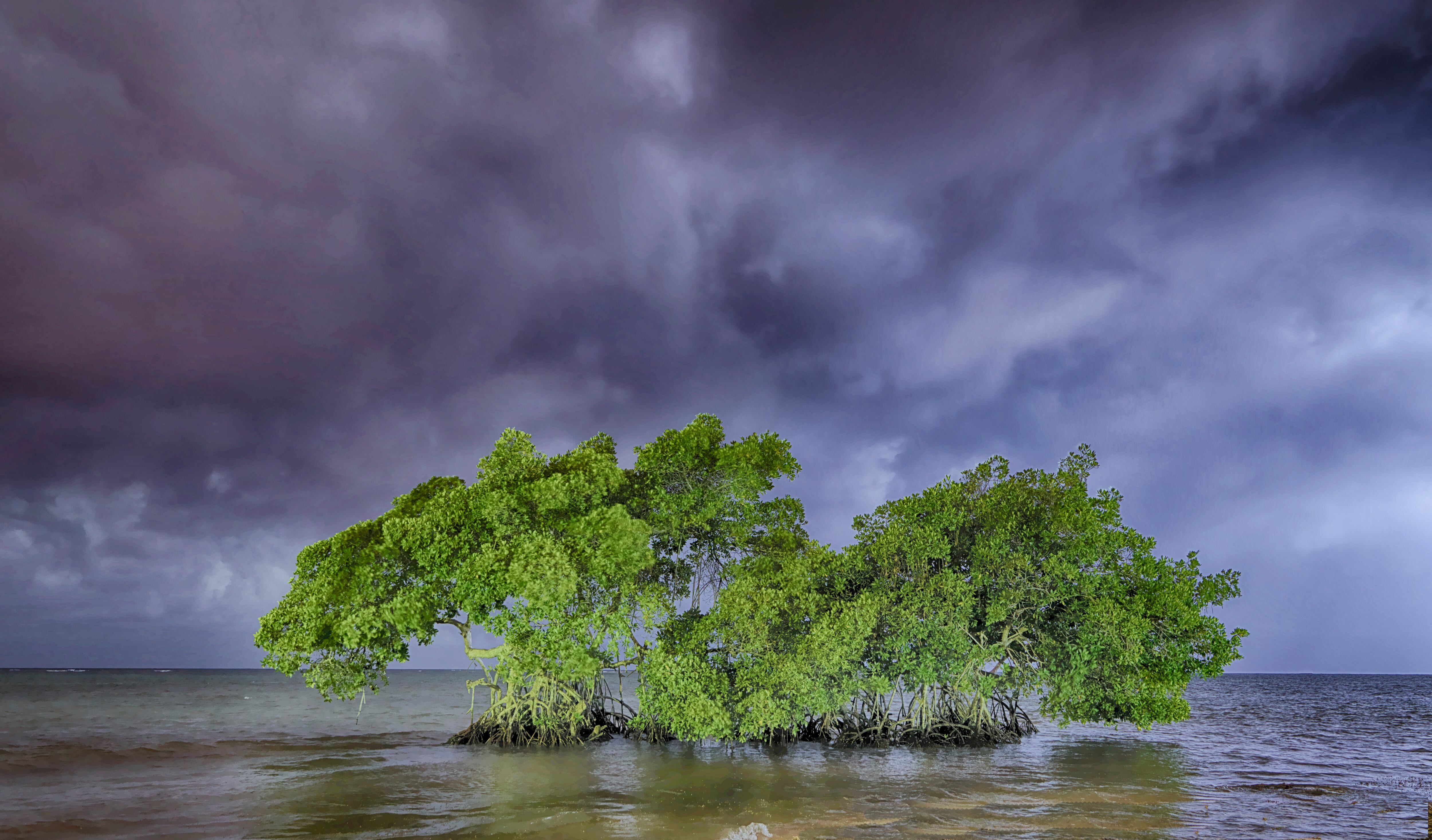 Asia’s mangroves hold tremendous potential to ‘produce food in balance with nature’