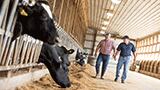 Measuring how yeast can improve feed efficiency in dairy cows