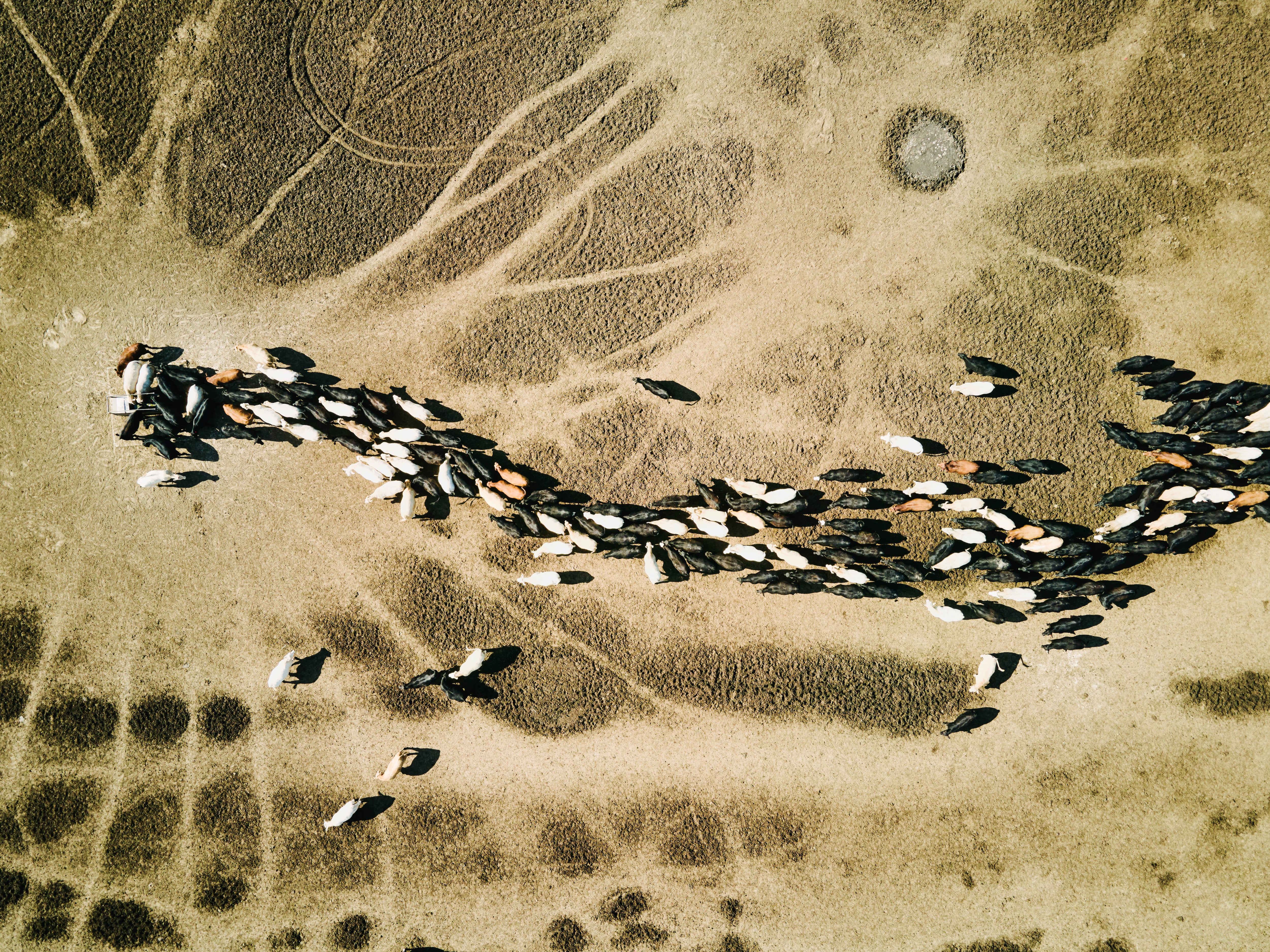 Back nature-based solutions over tech fixes to cut livestock emissions, investors urged