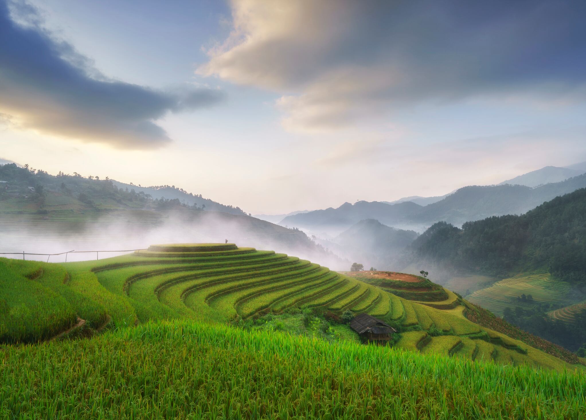 Sow much better: Vietnam’s low-emission rice project yields huge gains