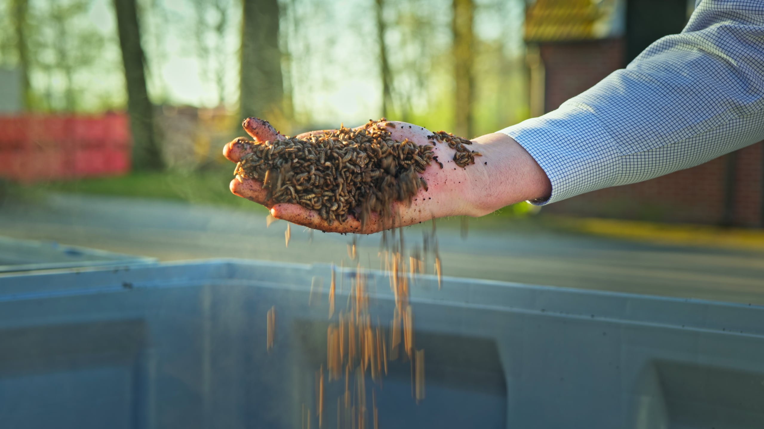 Insect farming 2.0: InsectBiotech nears commercialisation, aims for €150m revenue by 2031