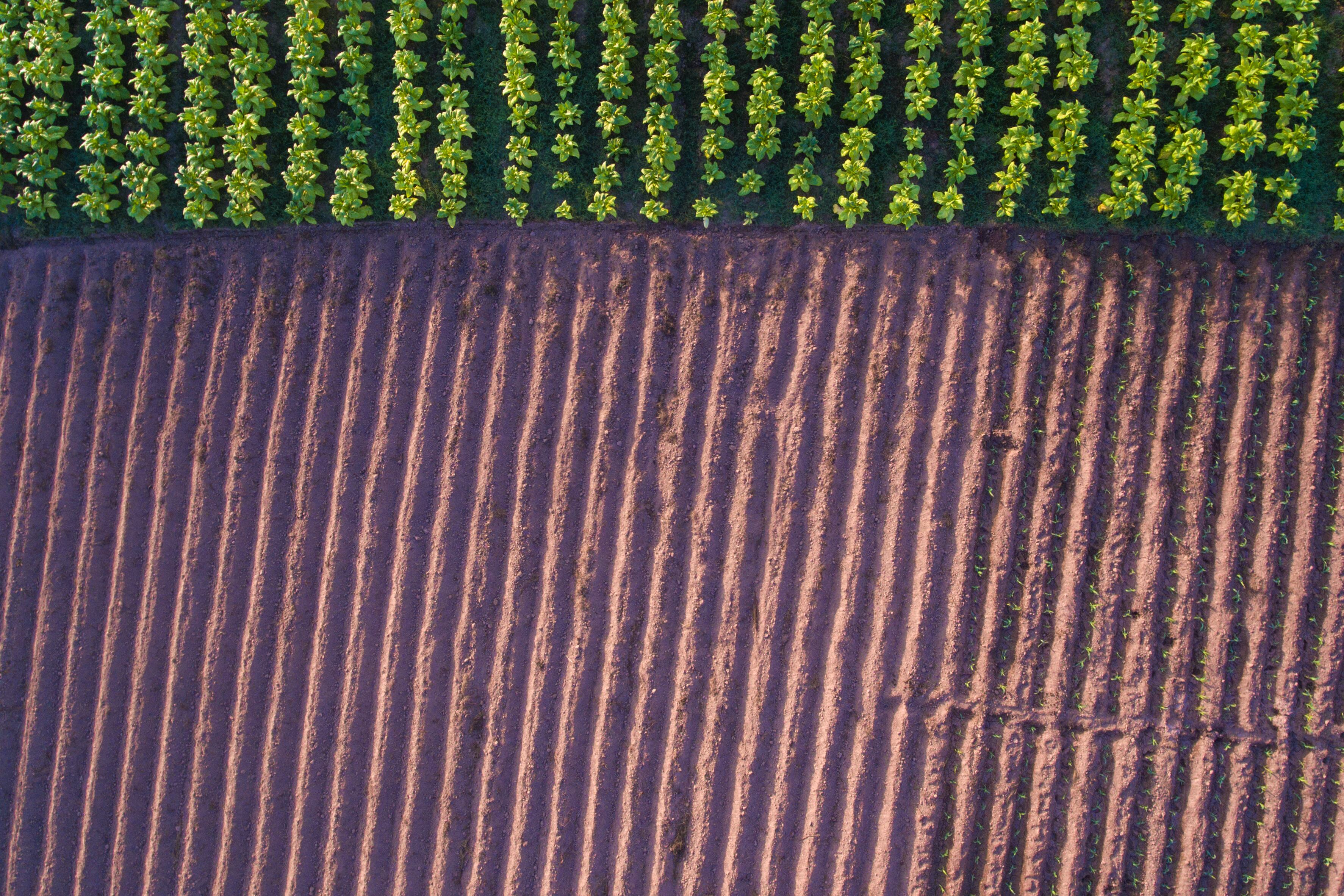 ‘You can’t manage what you can’t measure’: Experts want agreed standards to advance regenerative ag 