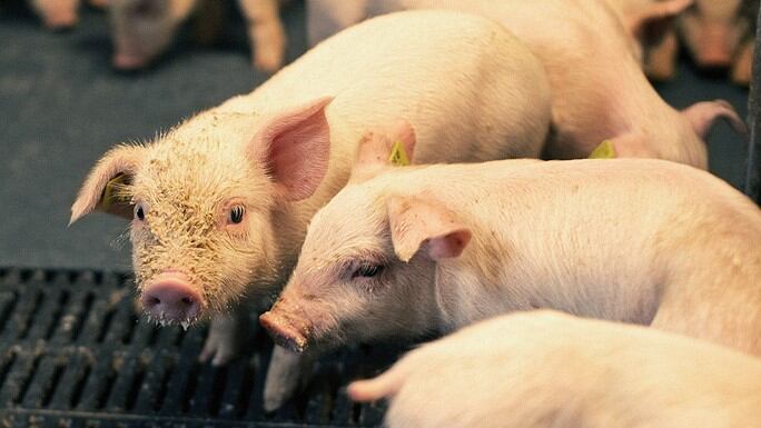 Targeted nutrition: A multi-enzyme blend to lower piglet weaning stress and feed costs