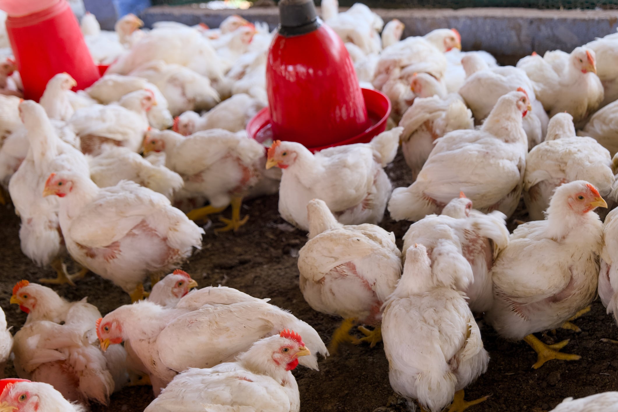 UK retailers step up net zero farming push  