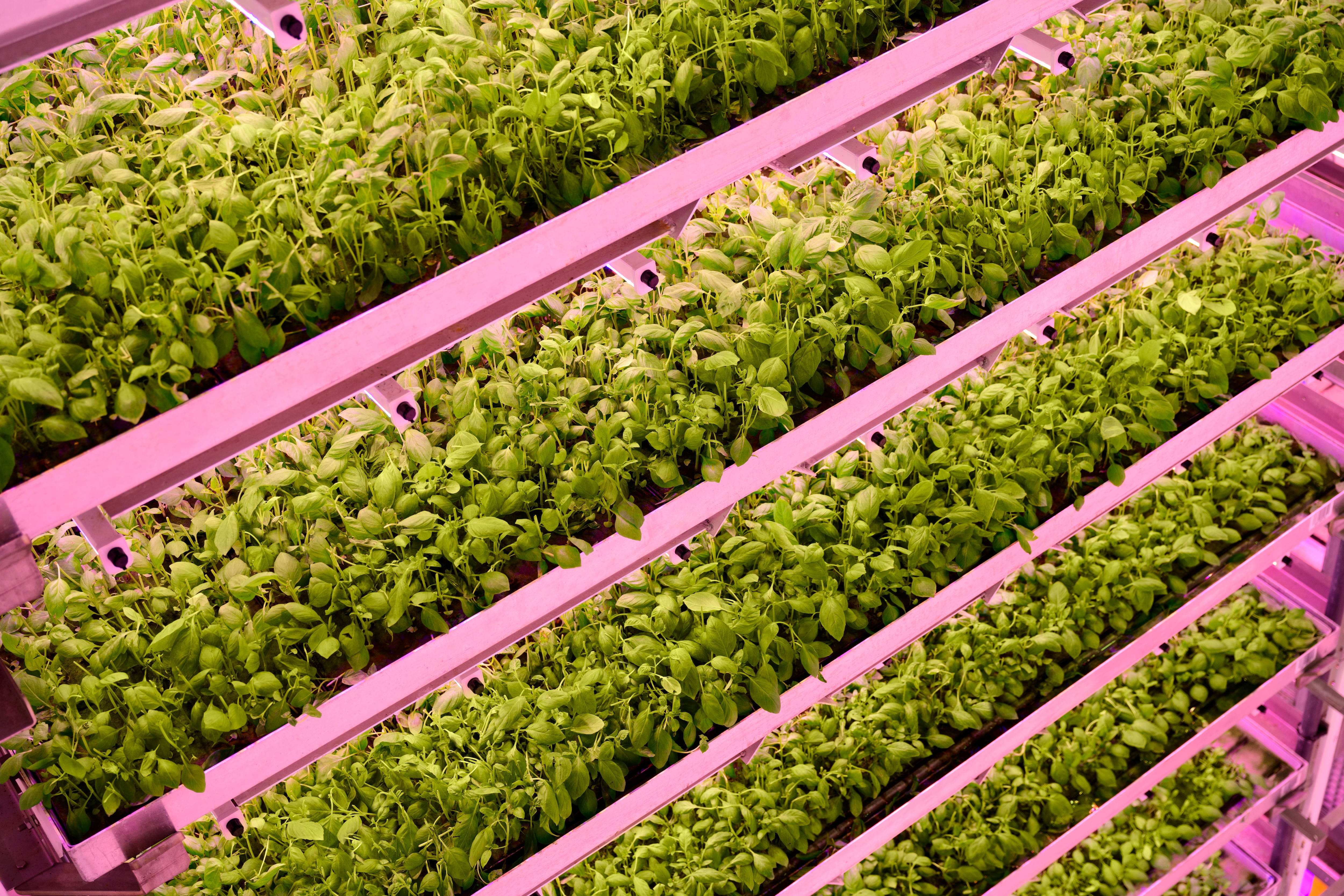 Renewable energy adoption a ‘critical challenge’ for indoor agriculture