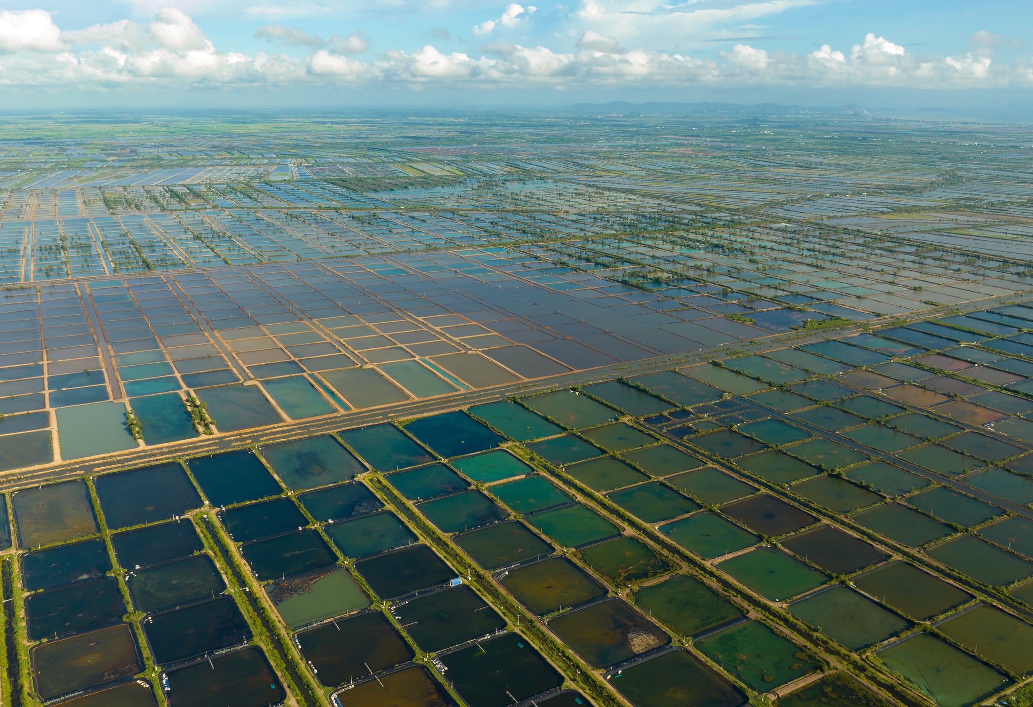 Shrimp farm in the supermarket? AquaEasy envisions using AI tech to shorten farm-to-table journey 