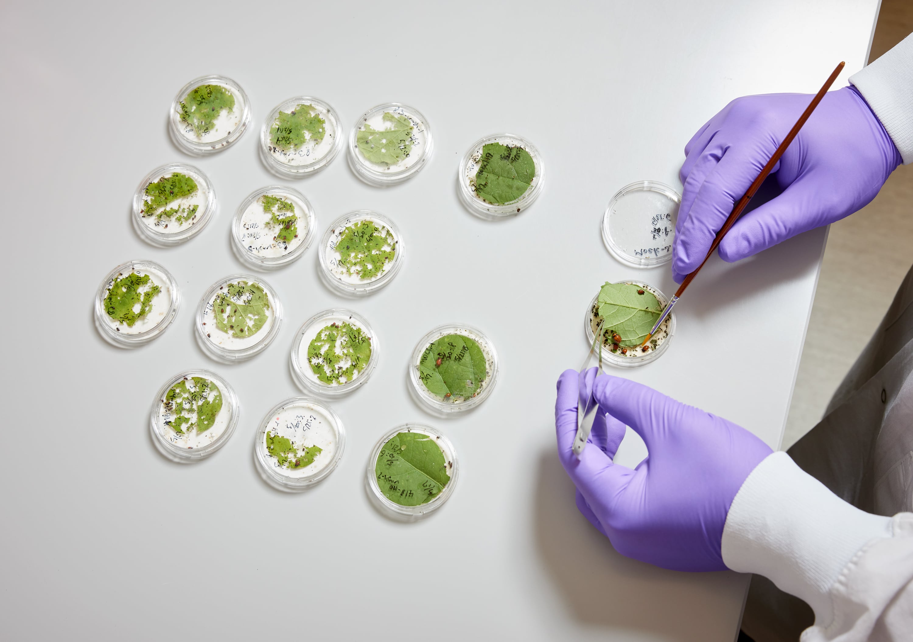 Image: With a leadership and board hailing from Monsanto, Syngenta, Pairwise, Terrana hopes it can match in agriculture the transformative potential shown by RNA-based vaccines and medicines in human health.