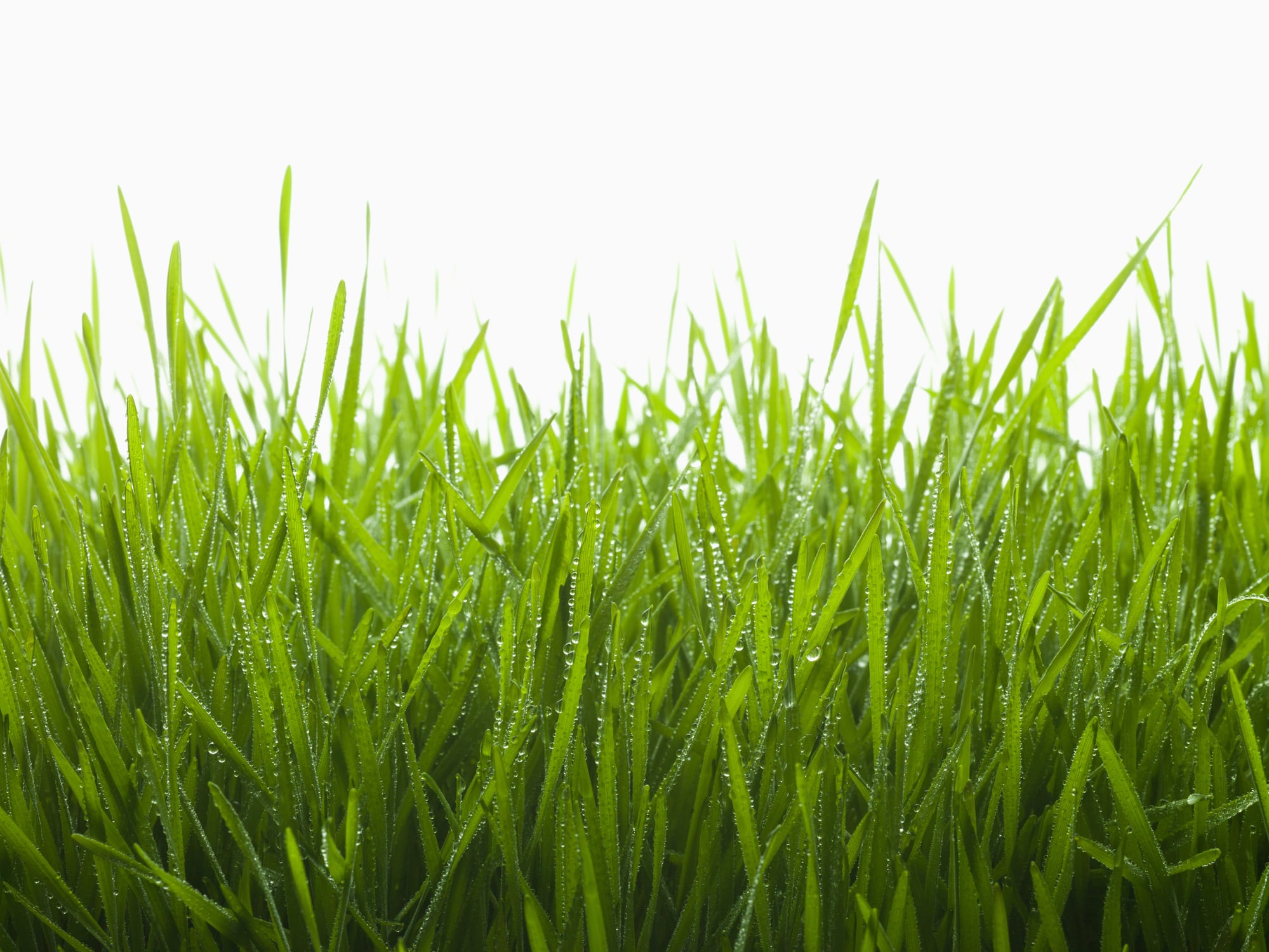 Can grass be turned into a sustainable protein source?