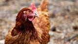 Mycotoxin mitigation for enhanced egg production layer hen performance, meta-analysis reveals