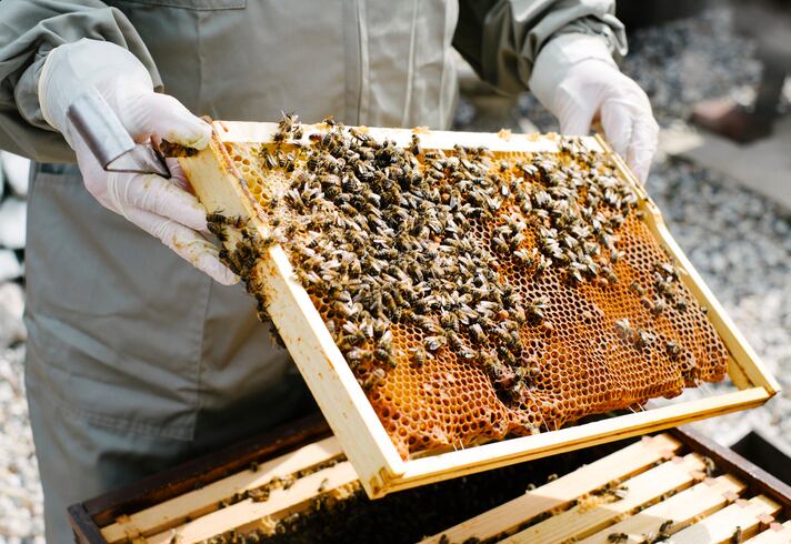 Save the bees: new brand lifts off to preserve falling populations