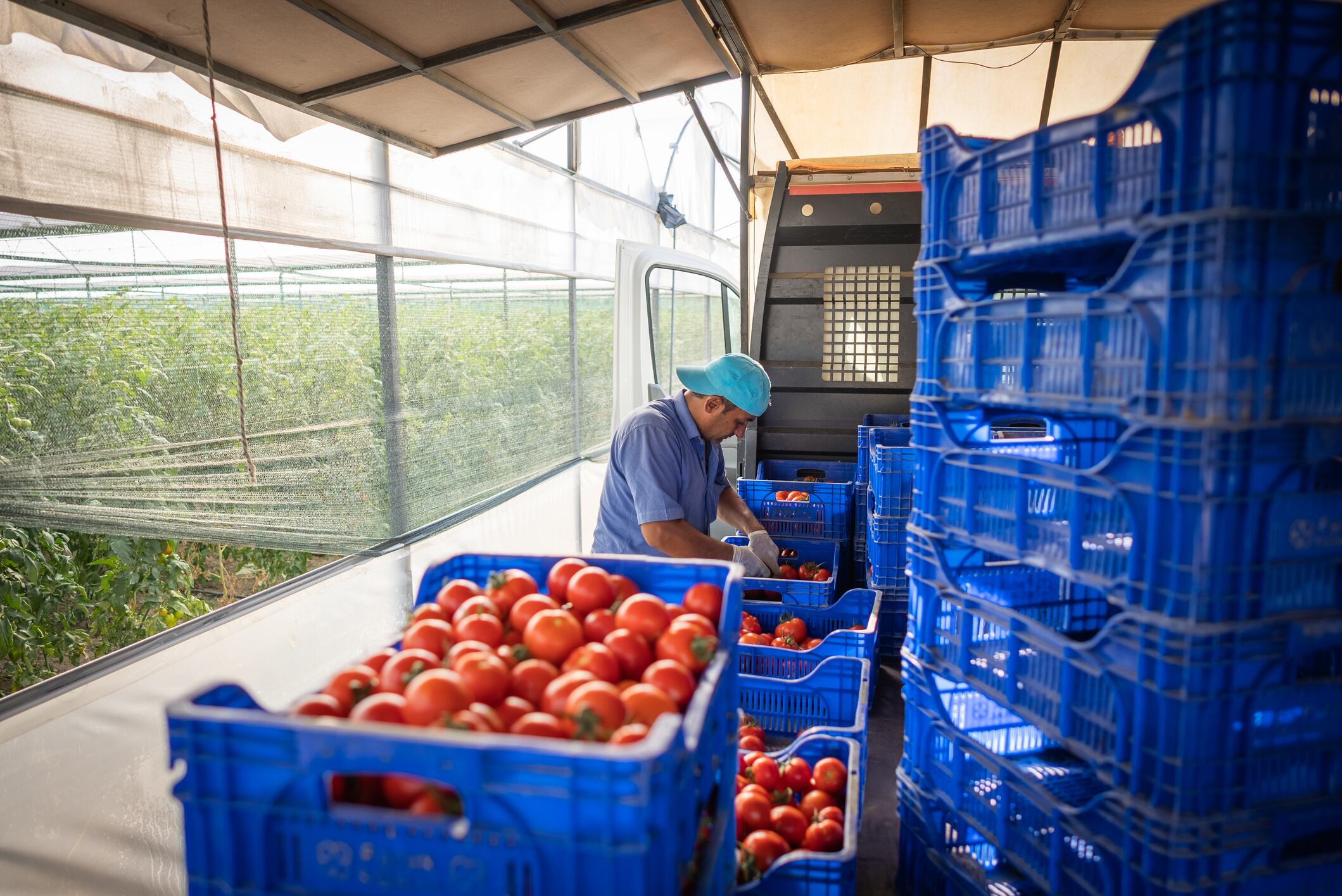 What we take for granted: US tariffs highlight deep-rooted agri-food supply chain flaws – DiMuto CEO