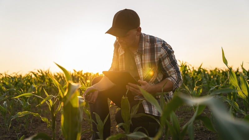 Crop genome start-up Spearhead Bio receives US NSF grant to create corn varieties