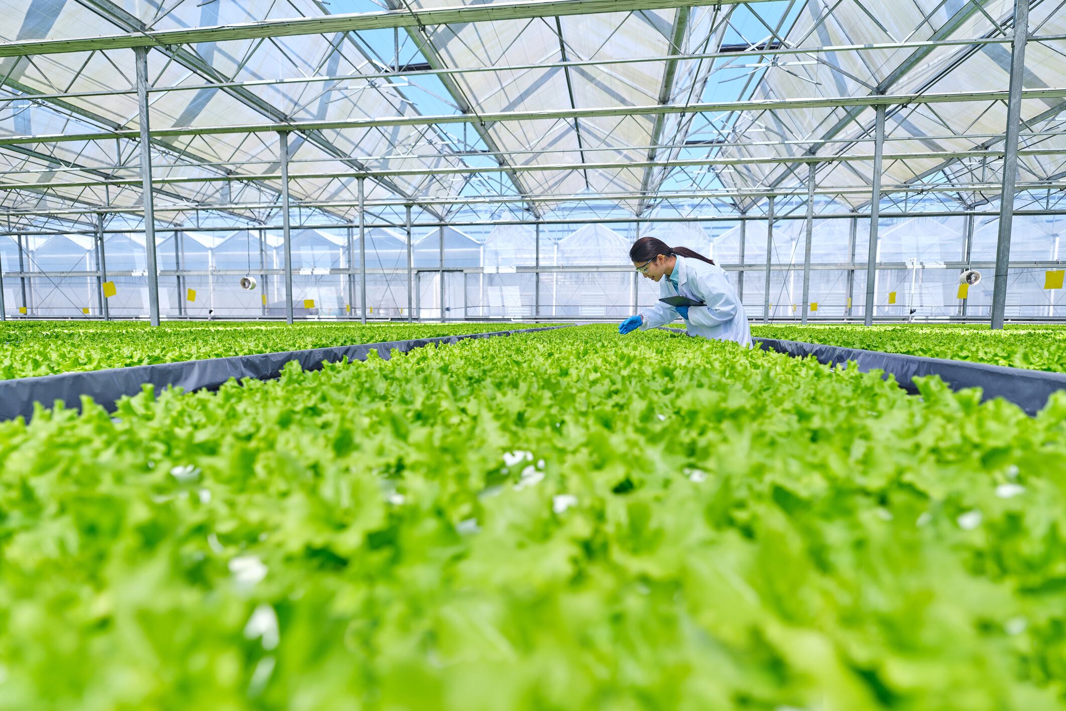 Singapore’s nascent indoor farming sector stunted by downstream distribution challenges 