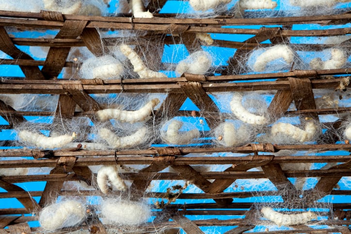 Insects with impact: Loopworm targets ten-fold growth with expansion into salmon, tuna feed markets