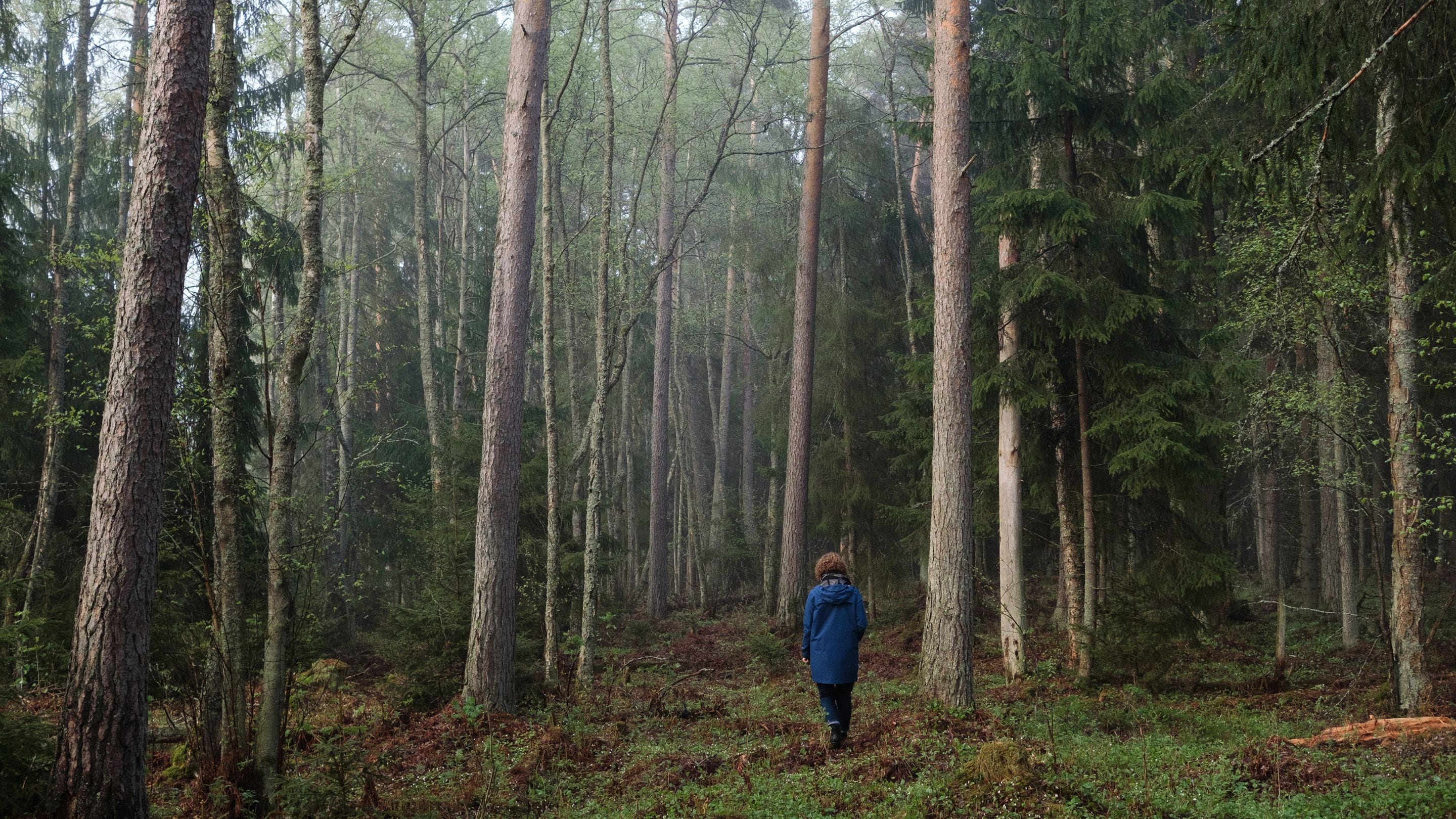 European landowners are interested In afforestation, but need better support